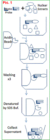 Pulldown_pricpl