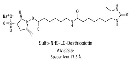 生物素標記分子